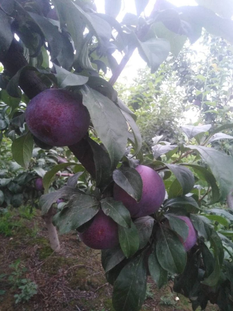 黑布林李子，黑总统李子，黑巨李，供应，品质好，耐运输
