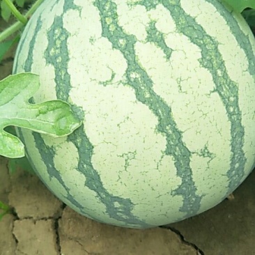 无籽西瓜