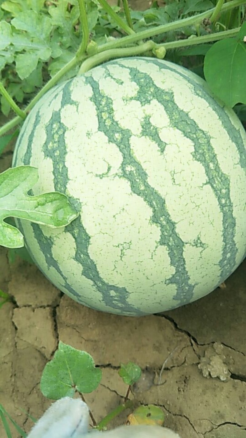 无籽西瓜