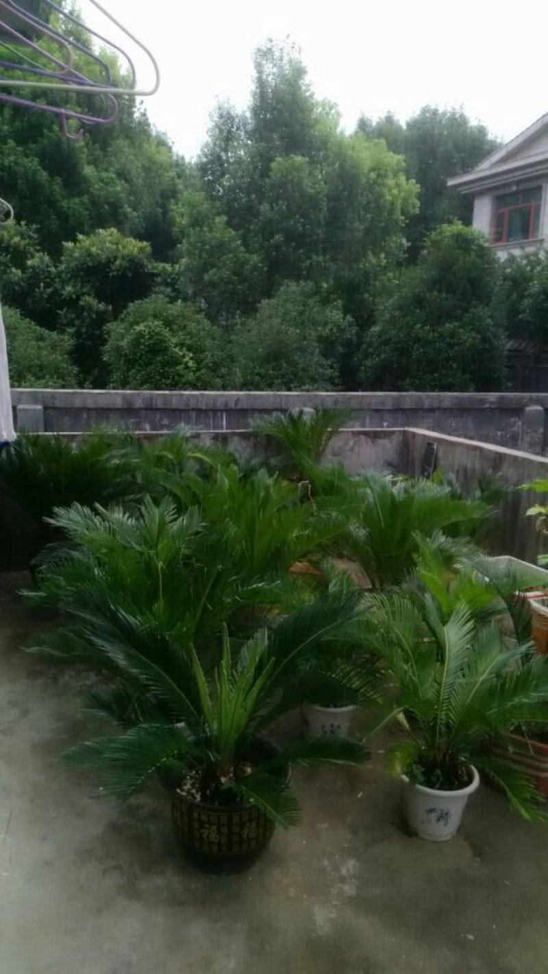 铁树