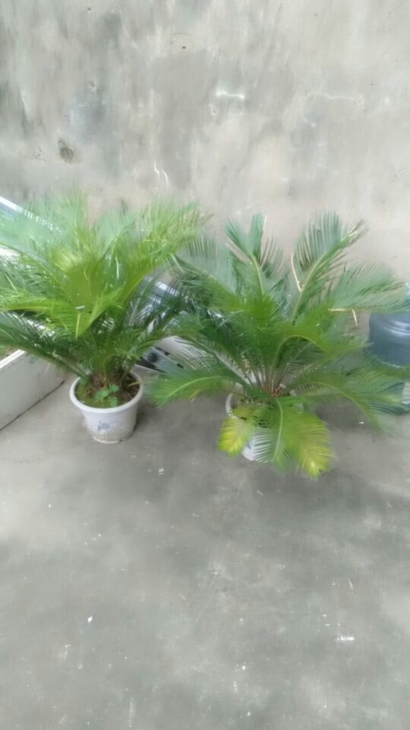铁树