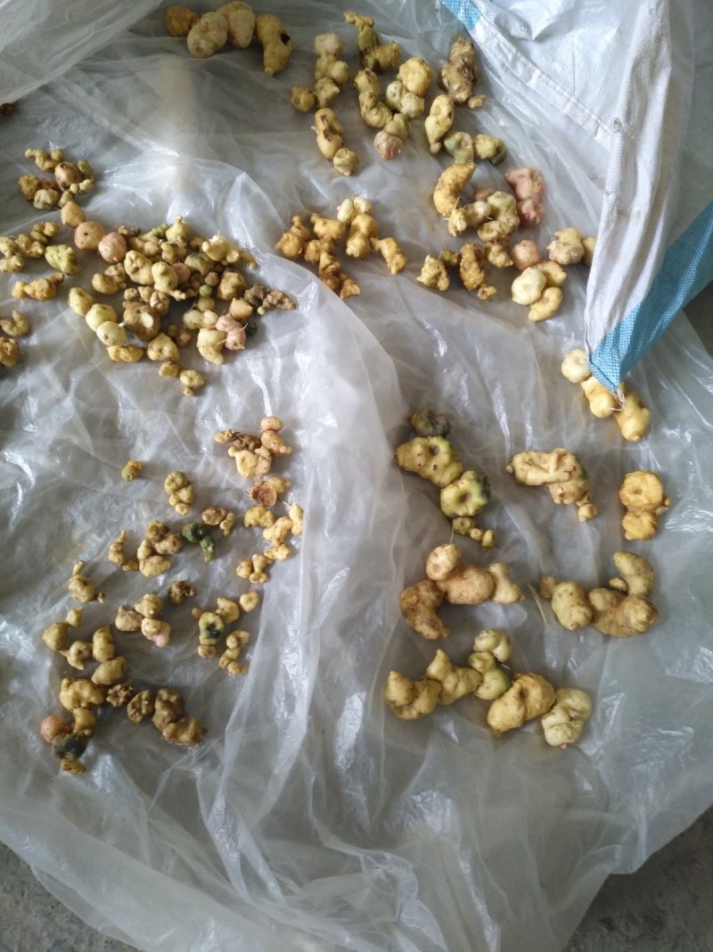 【荐】黄精，鸡头黄精，老虎姜