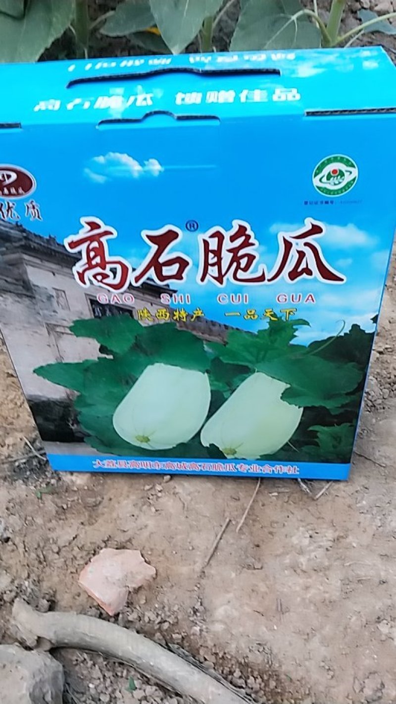 高石脆瓜，皮薄肉厚，汁液多，吃一口流一手。