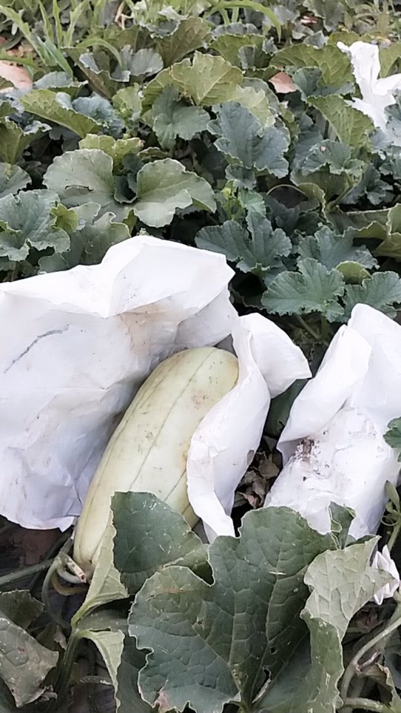 高石脆瓜，皮薄肉厚，汁液多，吃一口流一手。
