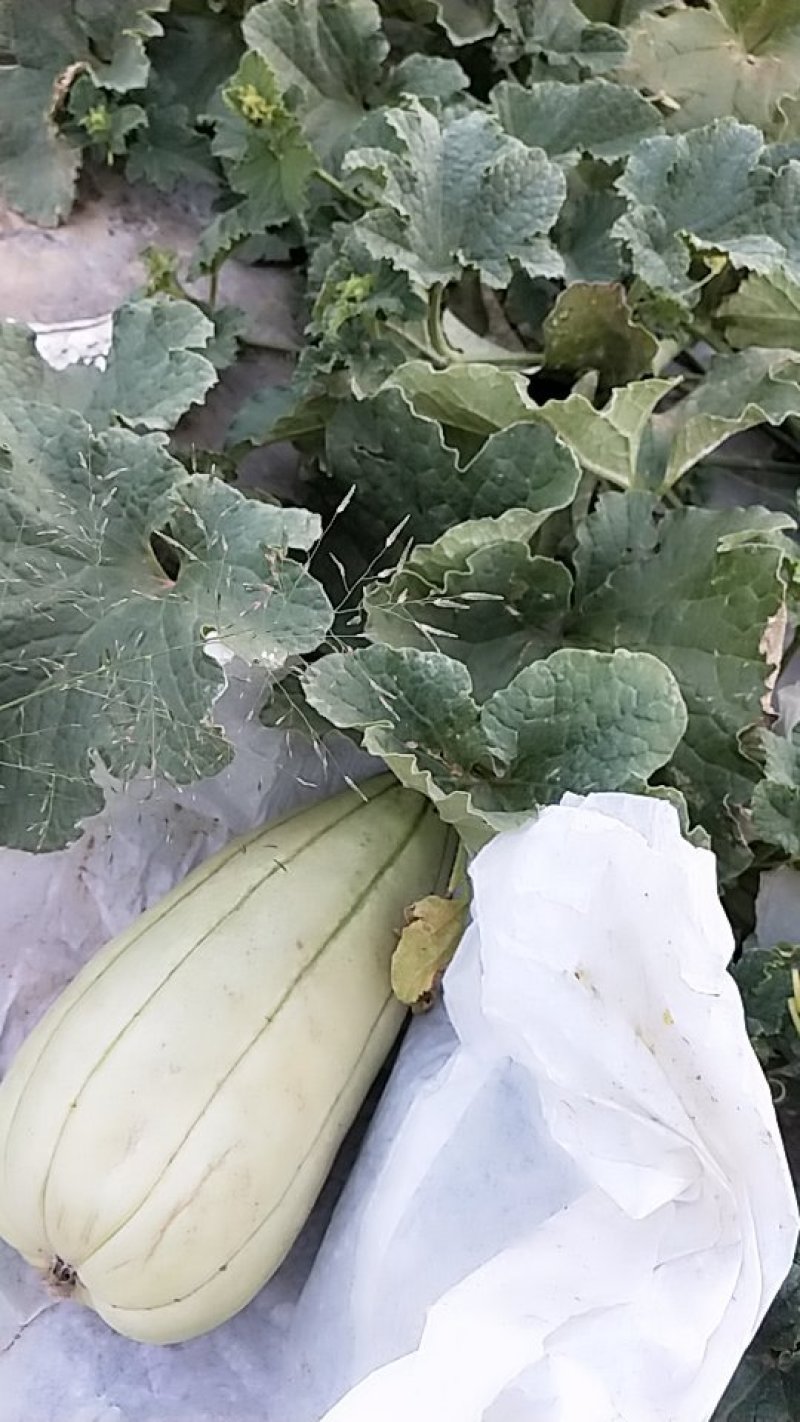 高石脆瓜，皮薄肉厚，汁液多，吃一口流一手。