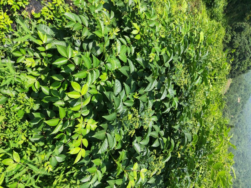 江西中花吴茱萸扦插苗，当年挂果苗，也叫茶辣子
