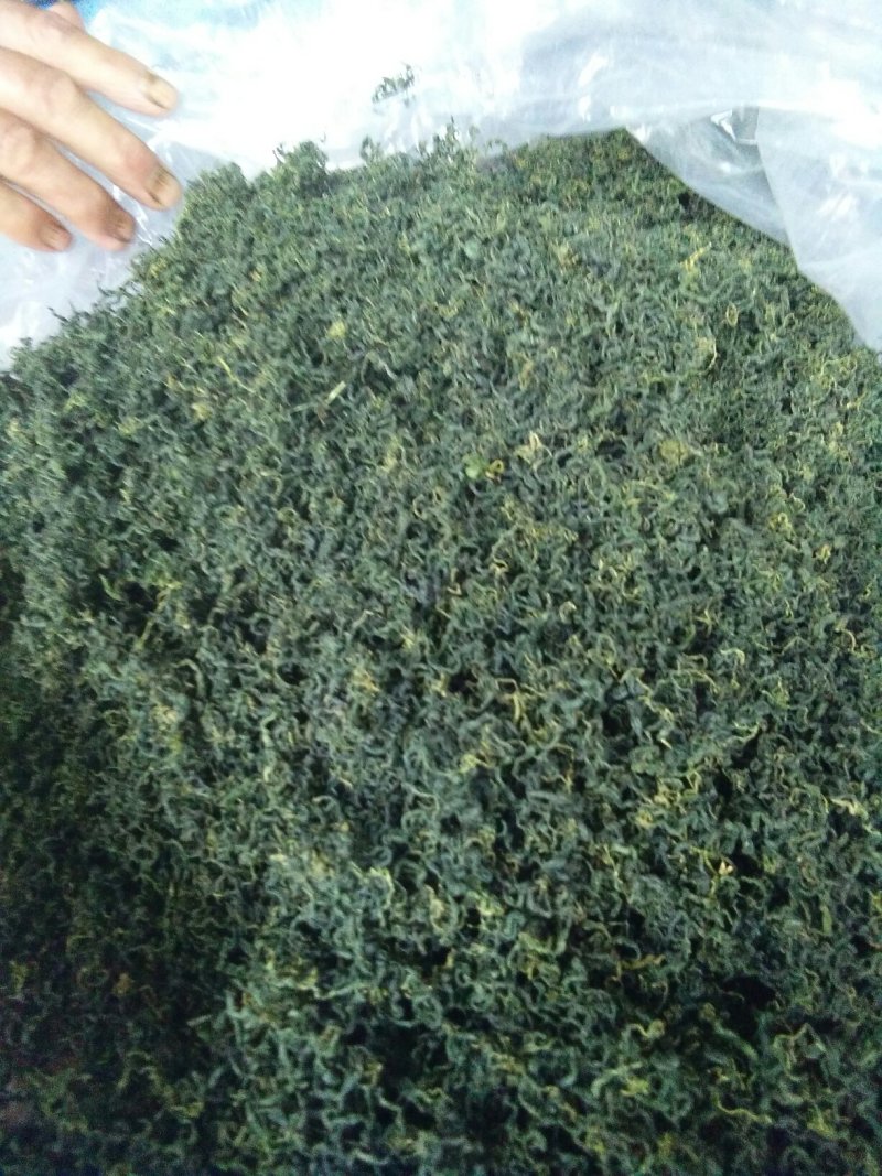 野生绞股蓝