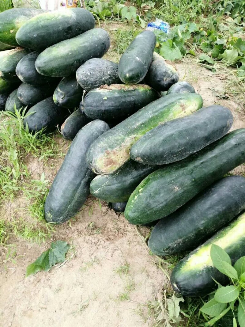 东瓜