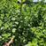 江西单叶蔓荆子挂果苗，量大从优，大型基地干果回收