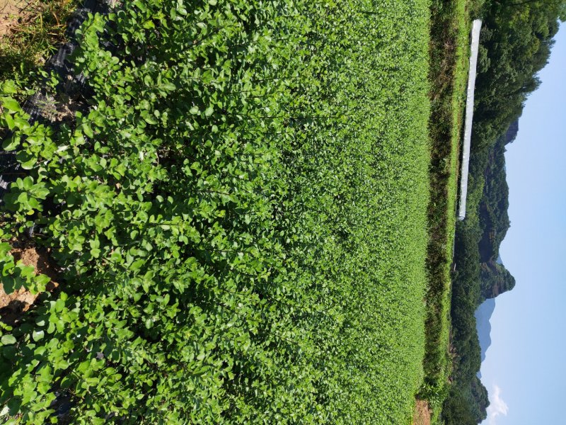 江西单叶蔓荆子挂果苗，量大从优，大型基地干果回收