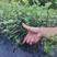 江西单叶蔓荆子挂果苗，量大从优，大型基地干果回收