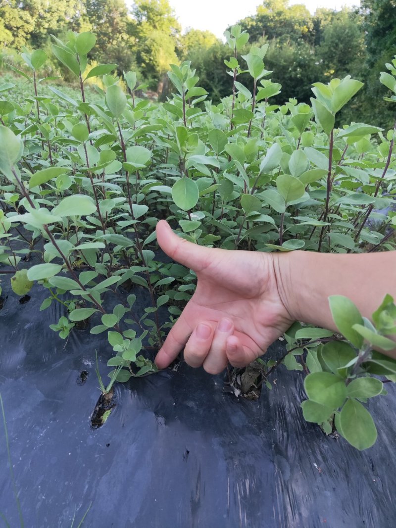 江西单叶蔓荆子挂果苗，量大从优，大型基地干果回收