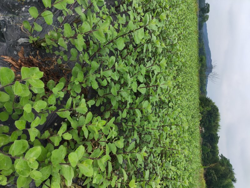 江西单叶蔓荆子挂果苗，量大从优，大型基地干果回收