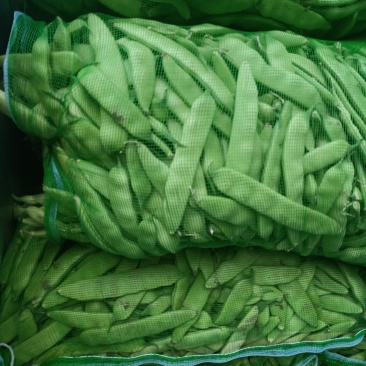 东北油豆角俗称大油豆