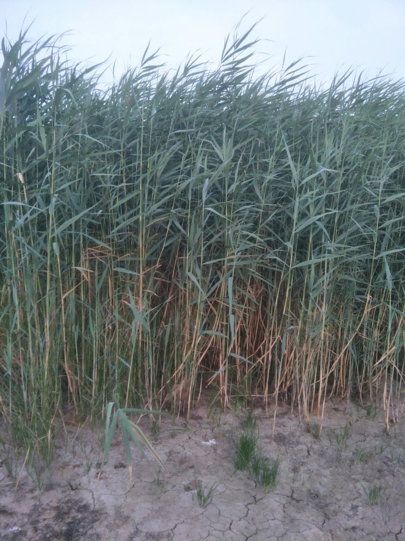 出售芦苇