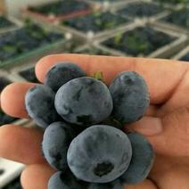 长白山蓝莓基地（中心），现采发货，质量有保证