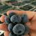长白山蓝莓基地（交易中心），现采发货，质量有保证