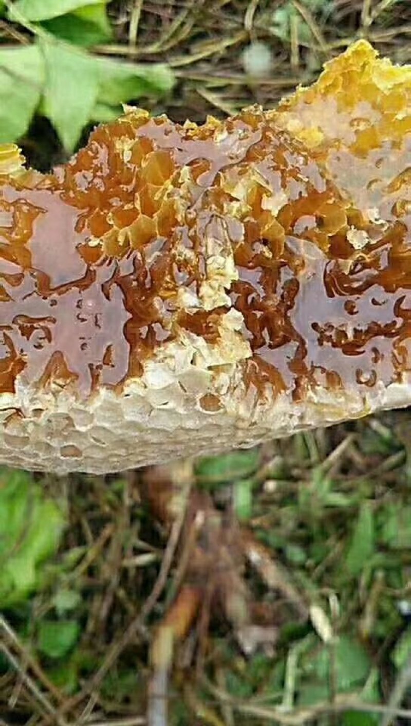 农家蜂蜜正宗野生土蜂蜜土蜂蜜罐装野生土蜂蜜