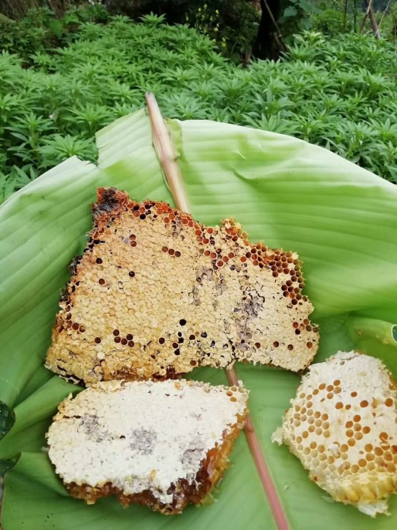 农家蜂蜜正宗野生土蜂蜜土蜂蜜罐装野生土蜂蜜