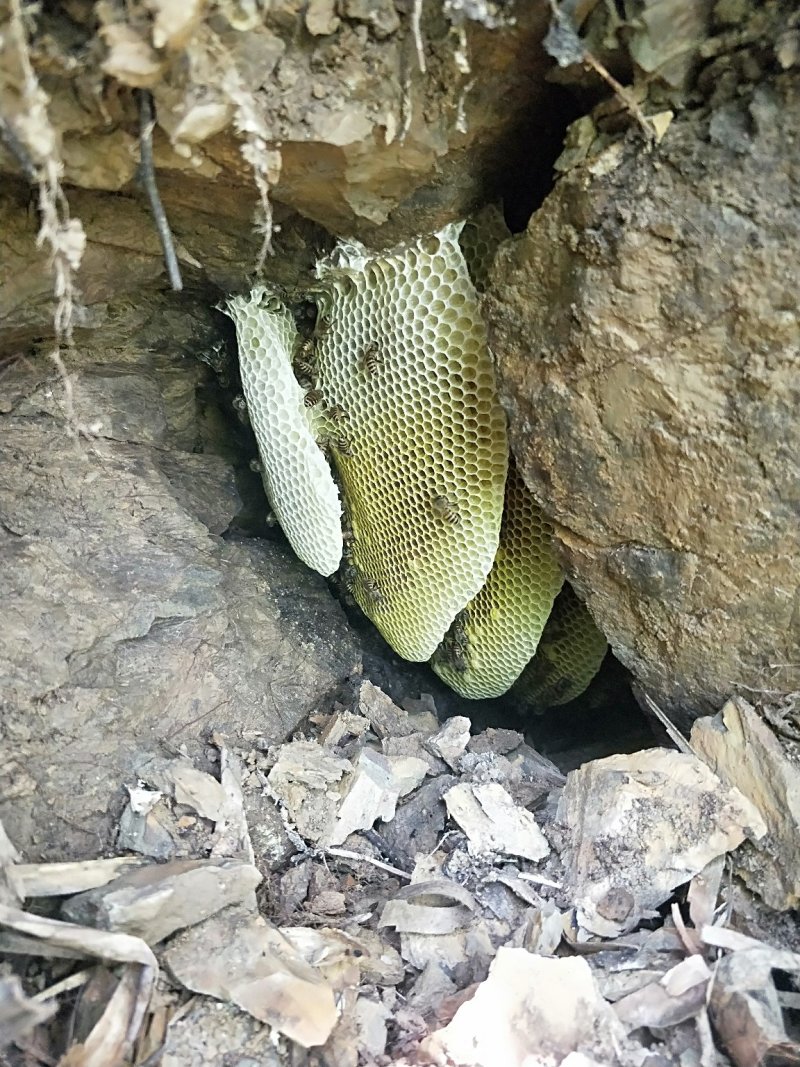 农家蜂蜜正宗野生土蜂蜜土蜂蜜罐装野生土蜂蜜