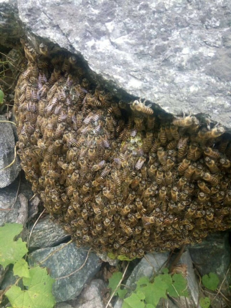 纯野生蜂蜜树洞蜜石洞野生土蜂蜜农家天然野蜜