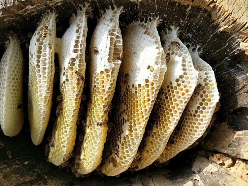 纯野生蜂蜜树洞蜜石洞野生土蜂蜜农家天然野蜜