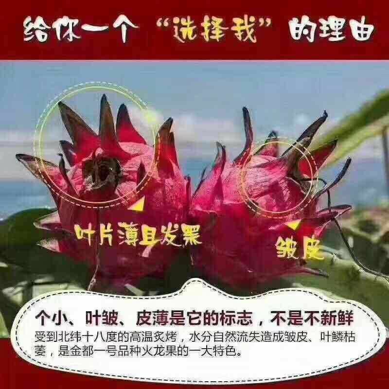 广西金都一号火龙果甜蜜秒杀