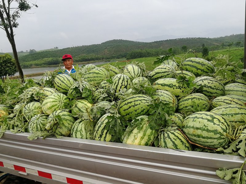 西瓜包熟包甜瓤红黑籽.头茬活叶.量大从优！