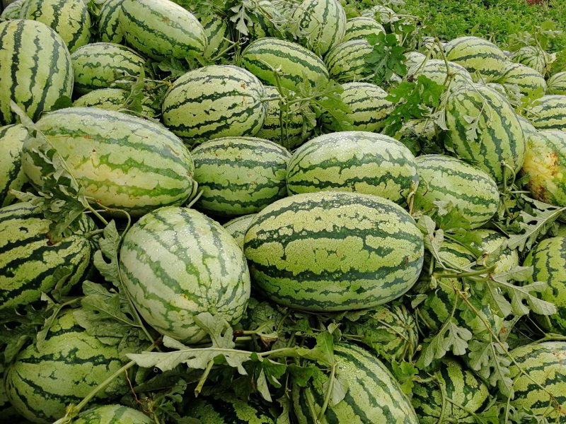 西瓜包熟包甜瓤红黑籽.头茬活叶.量大从优！
