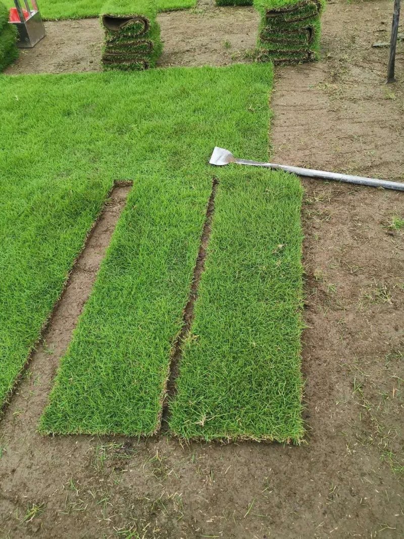马尼拉草皮