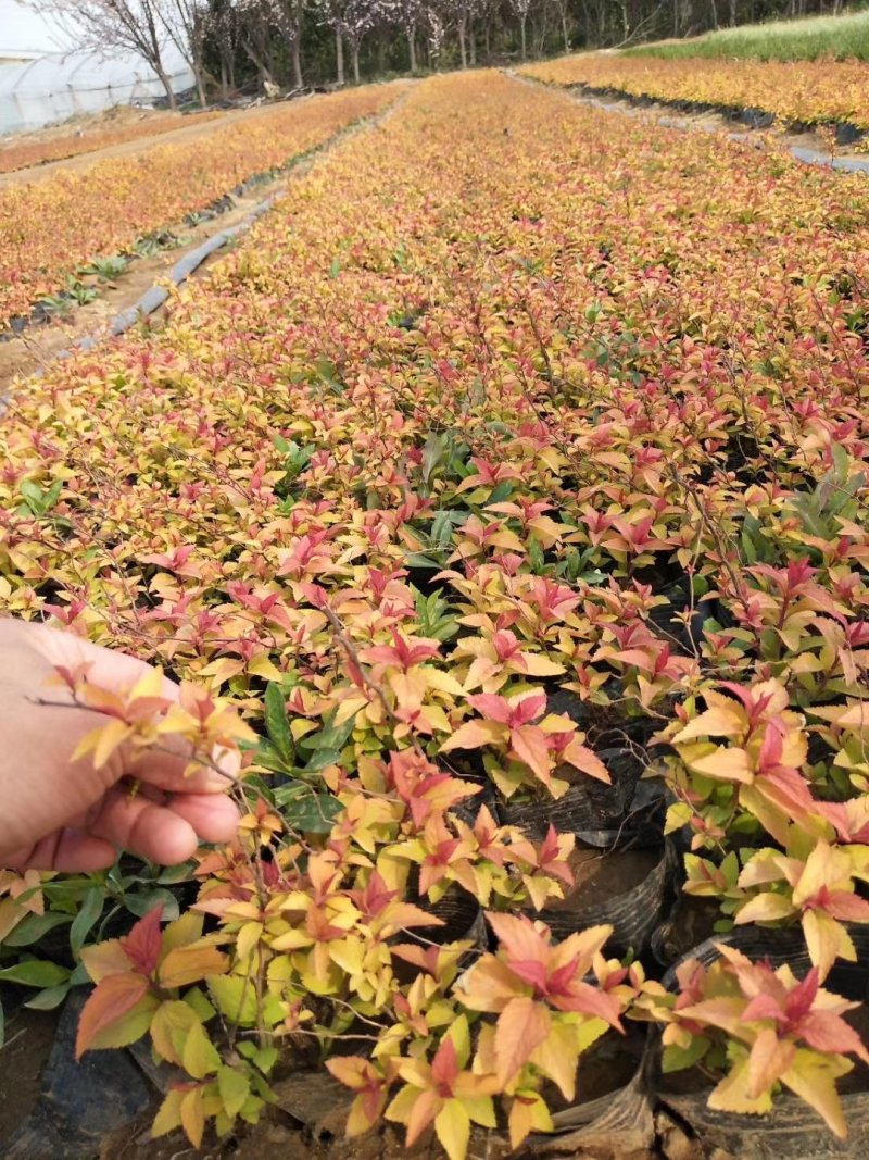 绣线菊，基地直销，各种绿化常年供应。。。
