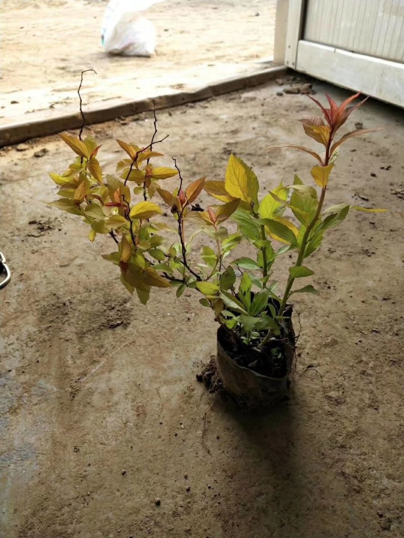 绣线菊，基地直销，各种绿化常年供应。。。