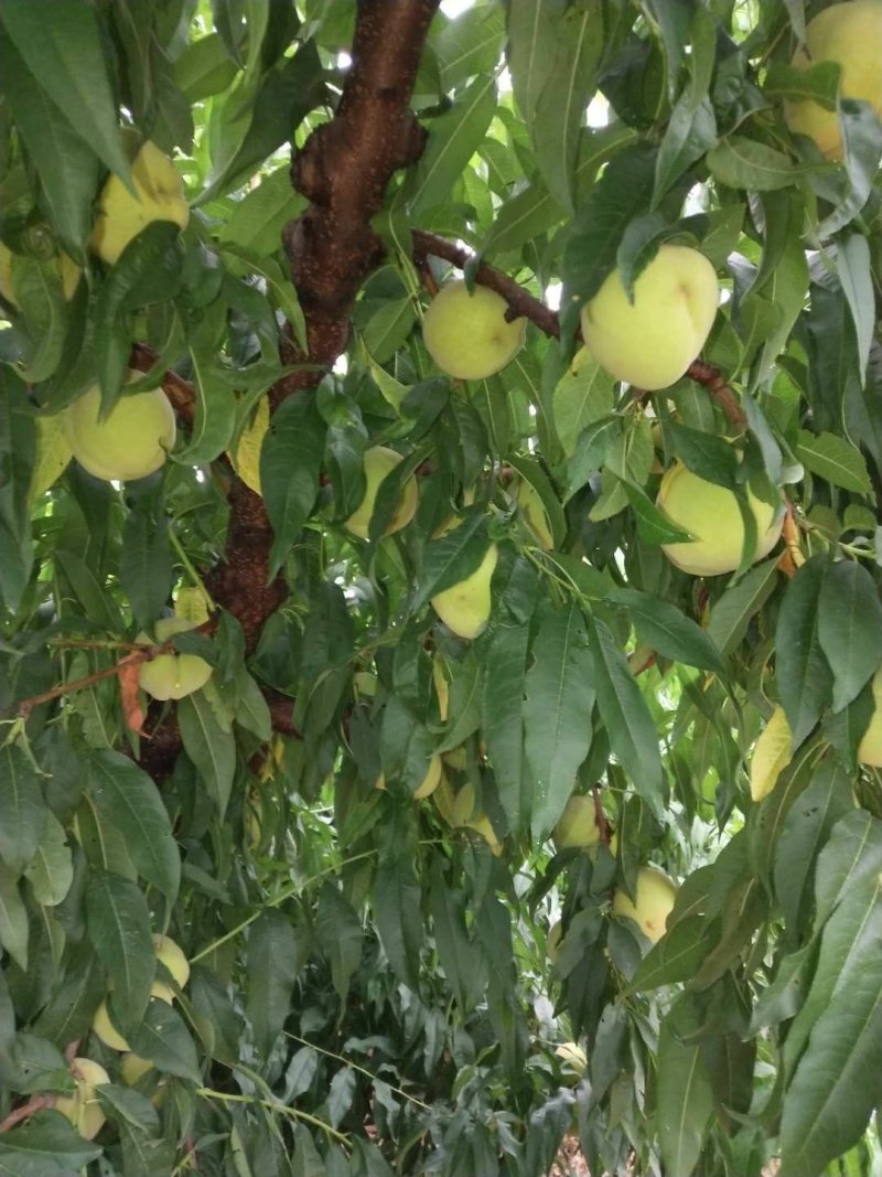 水密桃白桃桃瓣桃久保桃红不软桃绿化久毛桃专用