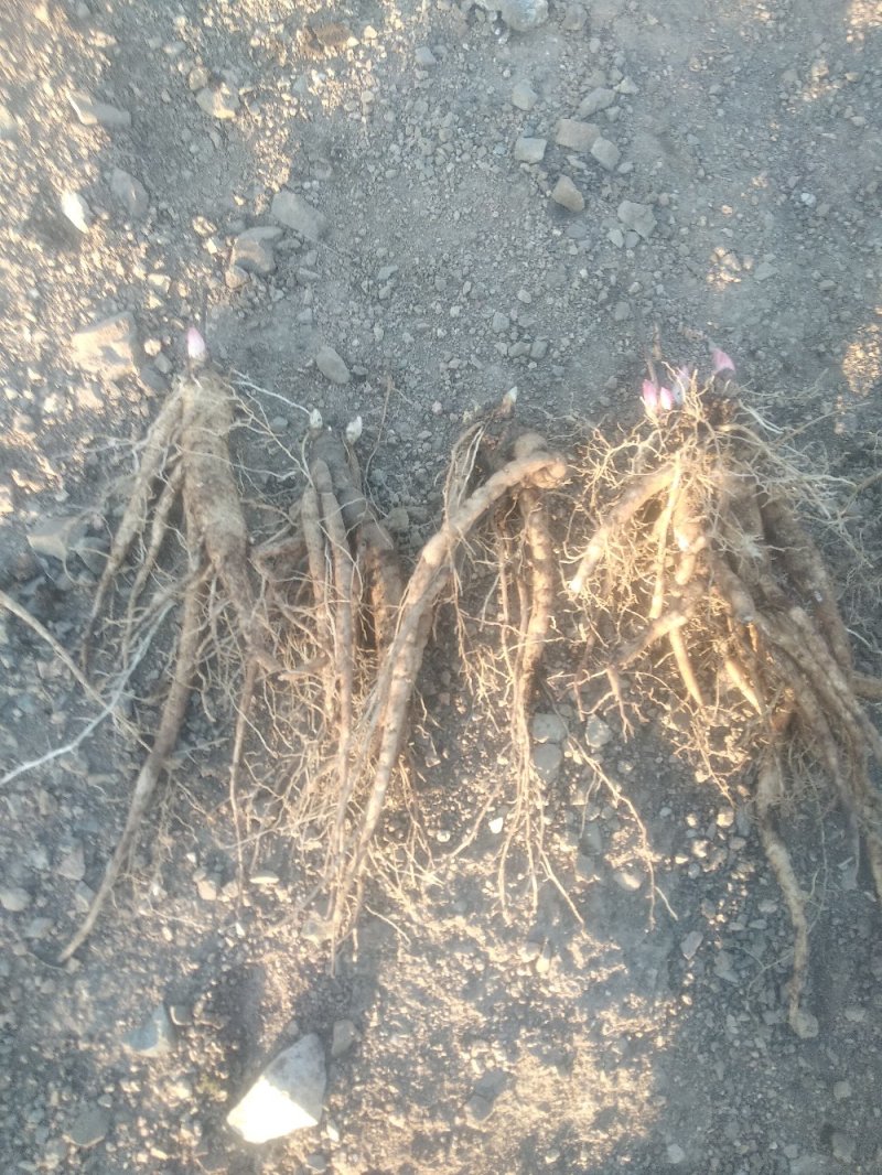 中药材种植。赤芍，白鲜皮，还有种苗要的联系我。