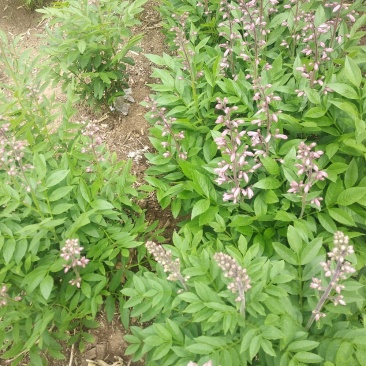 中药材种植。赤芍，白鲜皮，还有种苗要的联系我。