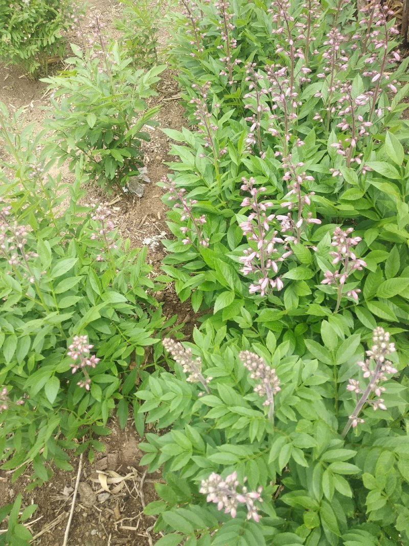中药材种植。赤芍，白鲜皮，还有种苗要的联系我。