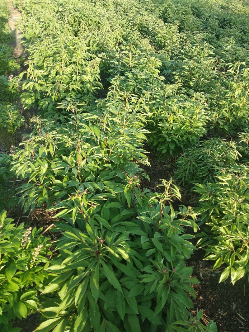 中药材种植。赤芍，白鲜皮，还有种苗要的联系我。