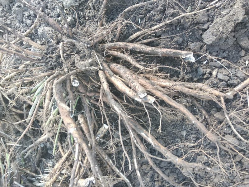 中药材种植。赤芍，白鲜皮，还有种苗要的联系我。
