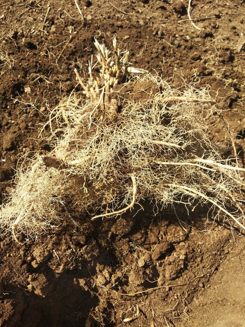 中药材种植。赤芍，白鲜皮，还有种苗要的联系我。