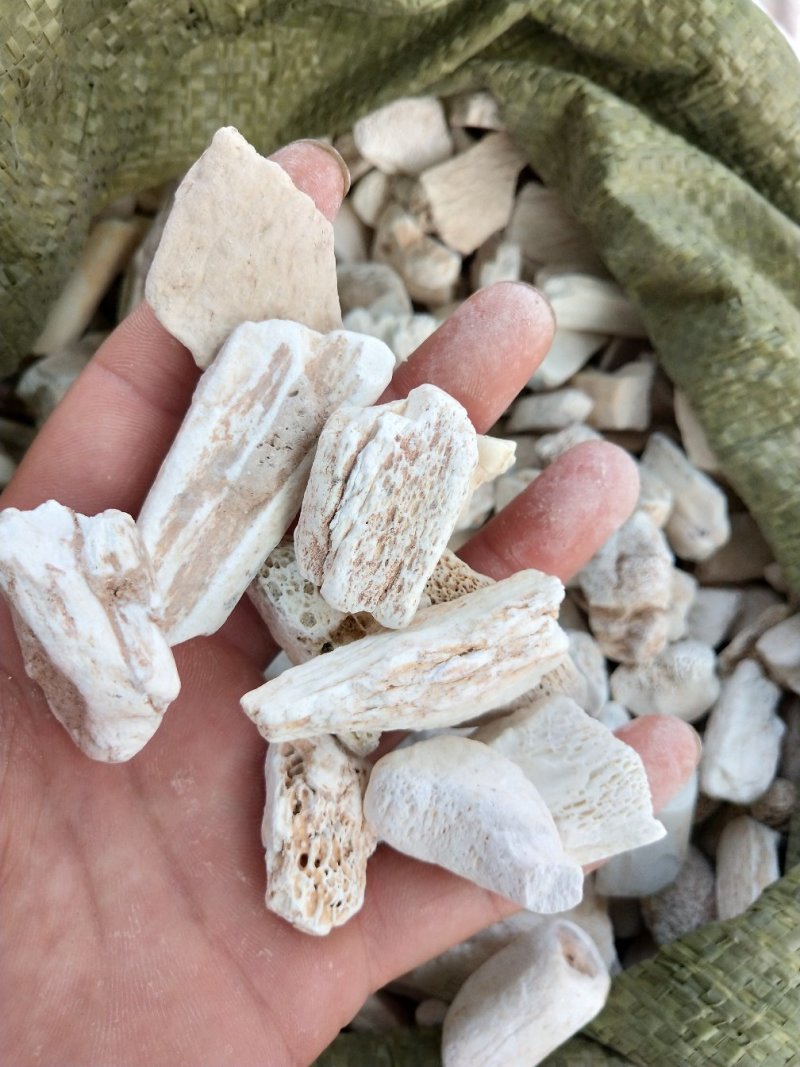龙骨煅龙骨各种规正品龙骨包化验质量保证无条件退货