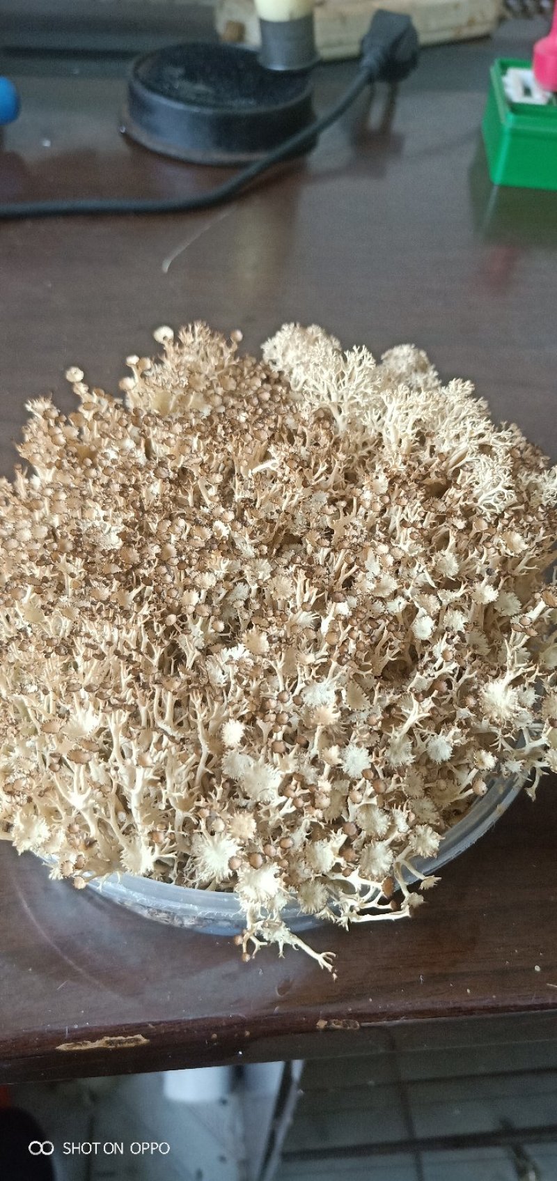鹿角苔，有水就能活，苔藓类植物，观赏性很强
