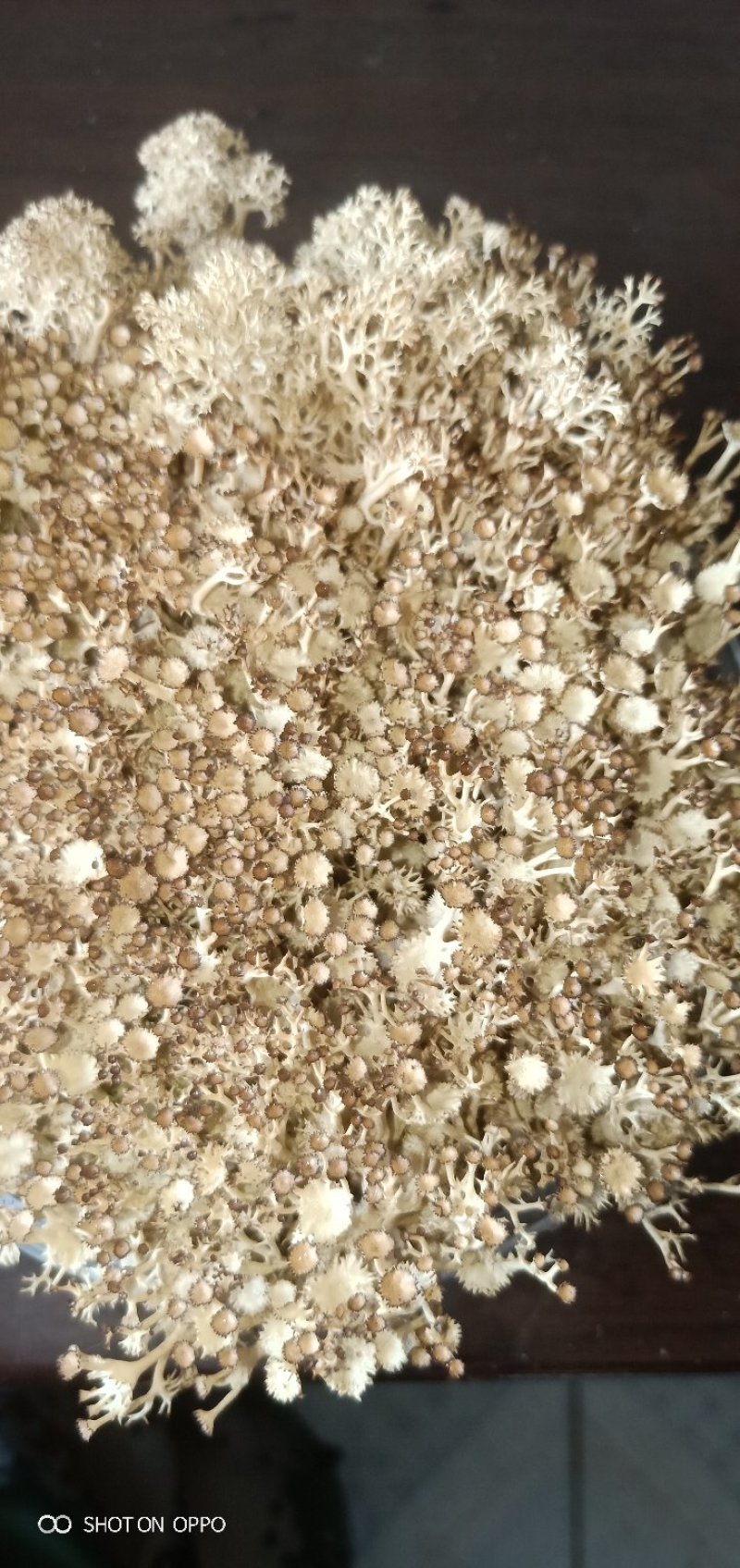 鹿角苔，有水就能活，苔藓类植物，观赏性很强