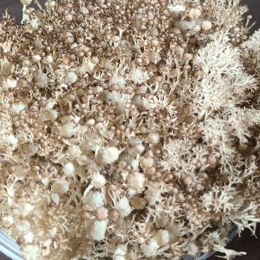 鹿角苔，有水就能活，苔藓类植物，观赏性很强