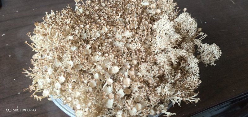 鹿角苔，有水就能活，苔藓类植物，观赏性很强