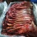 厂家直供马肉蒙古马肉