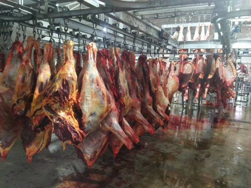 厂家直供马肉蒙古马肉