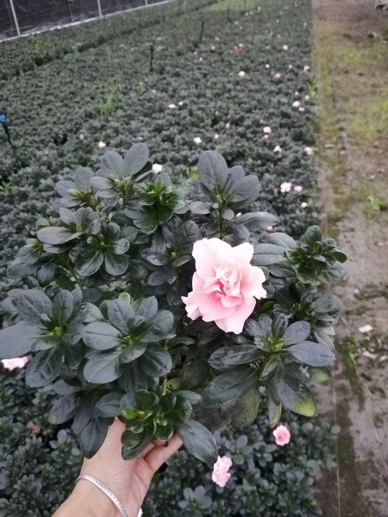 小桃红比利时杜鹃基地现货