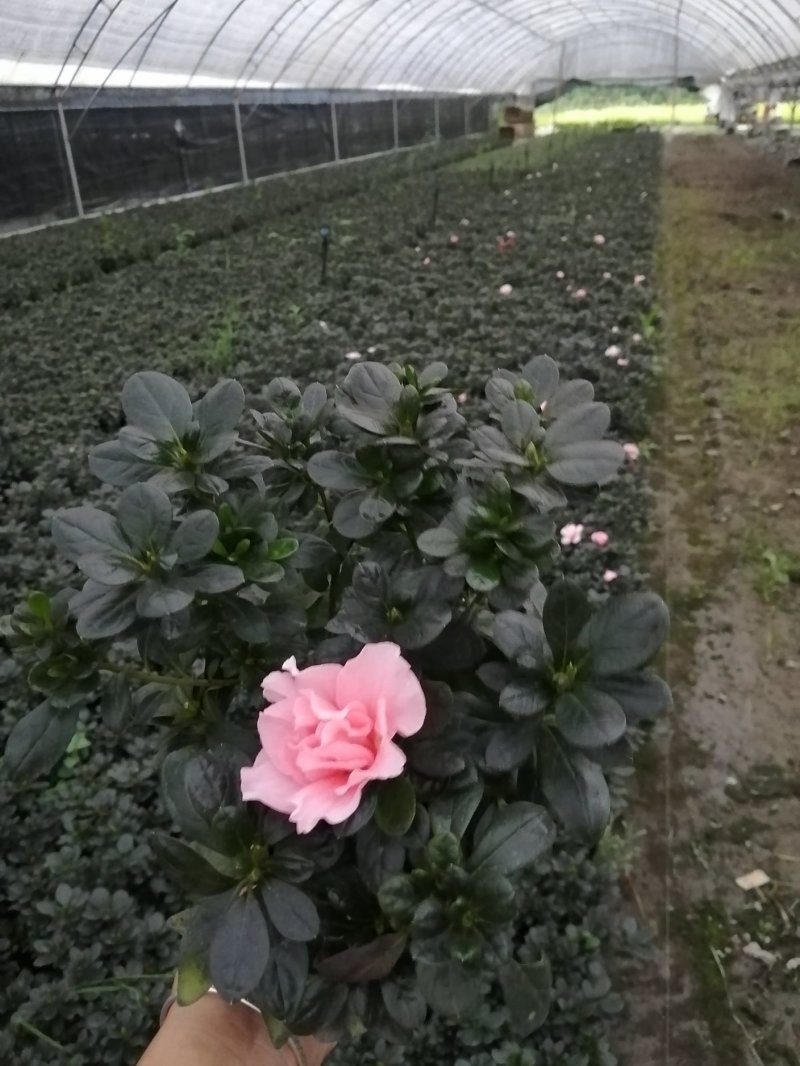 小桃红比利时杜鹃基地现货