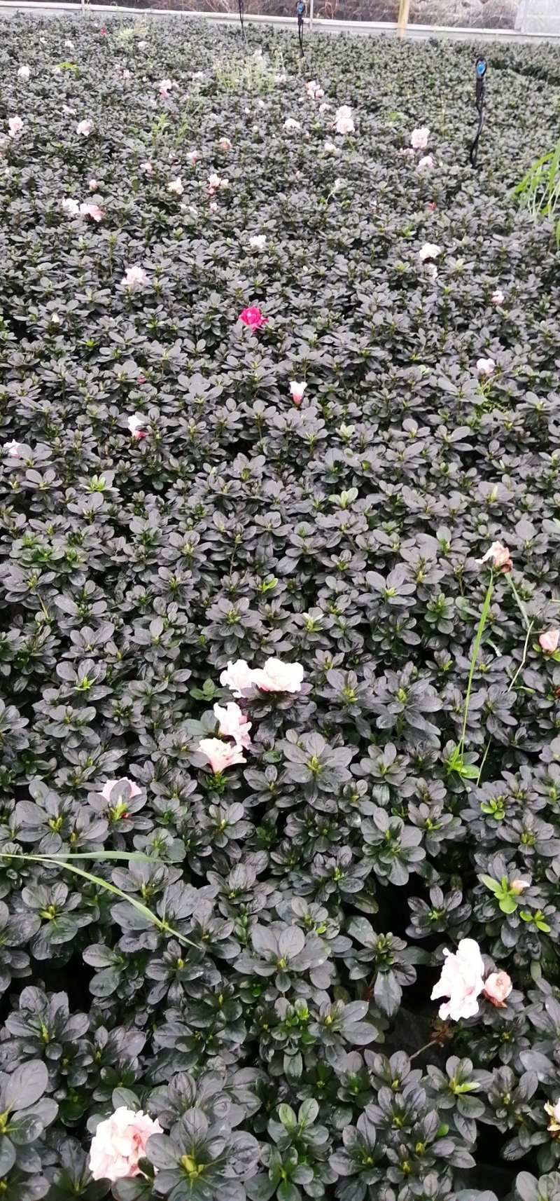 小桃红比利时杜鹃基地现货