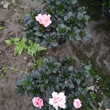 小桃红比利时杜鹃基地现货